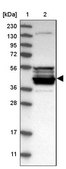 Anti-CPA5 antibody produced in rabbit Prestige Antibodies&#174; Powered by Atlas Antibodies, affinity isolated antibody, buffered aqueous glycerol solution