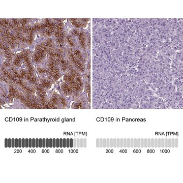 Anti-CD109 antibody produced in rabbit Prestige Antibodies&#174; Powered by Atlas Antibodies, affinity isolated antibody