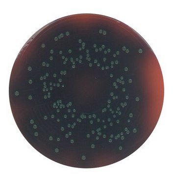 GranuCult&#174; PALCAM agar (Base) pkg of 500&#160;g, according to FDA-BAM, ISO 11290, for Listeria spp.