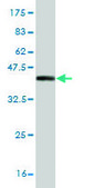 Monoclonal Anti-AHR antibody produced in mouse clone 3B12, purified immunoglobulin, buffered aqueous solution