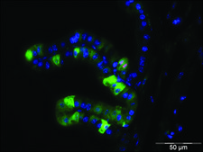 Monoclonal Anti-phospho-Histone H3 (pSer28) antibody produced in rat ~0.5&#160;mg/mL, clone HTA28, purified immunoglobulin, buffered aqueous solution