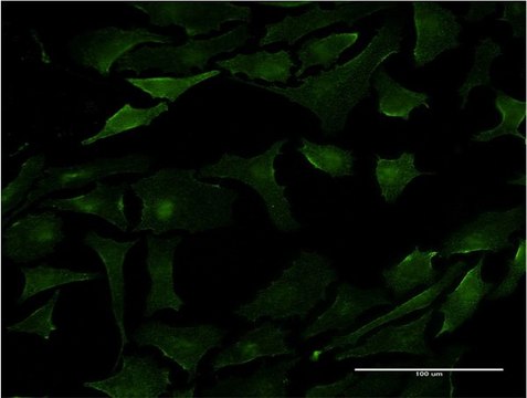 Monoclonal Anti-PML antibody produced in mouse clone 2B10, purified immunoglobulin, buffered aqueous solution