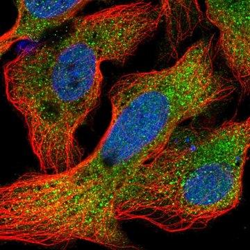 Anti-CRYAA antibody produced in rabbit Prestige Antibodies&#174; Powered by Atlas Antibodies, affinity isolated antibody