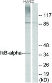 Anti-I&#954;B-&#945; antibody produced in rabbit affinity isolated antibody