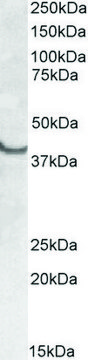 Anti-SSBP2 (N-terminal) antibody produced in goat affinity isolated antibody, buffered aqueous solution