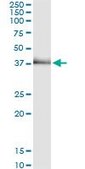 Monoclonal Anti-TRIB2 antibody produced in mouse clone 1D11, purified immunoglobulin, buffered aqueous solution