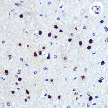 Anti-HES1 antibody produced in rabbit