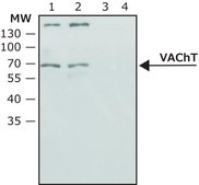 Anti-VAChT (C-terminal) antibody produced in rabbit IgG fraction of antiserum