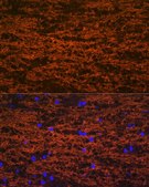 Anti-Myelin oligodendrocyte glycoprotein antibody produced in rabbit