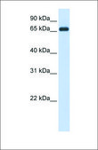 Anti-HSPA8 affinity isolated antibody