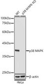 [KO Validated]Anti-p38 MAPK Antibody, clone 8O9O8, Rabbit Monoclonal