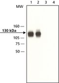 Anti-Axin1 (C-terminal) antibody produced in rabbit 1.5&#160;mg/mL, affinity isolated antibody