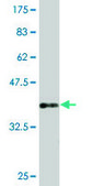 Monoclonal Anti-PIK3CB antibody produced in mouse clone 10D5, purified immunoglobulin, buffered aqueous solution