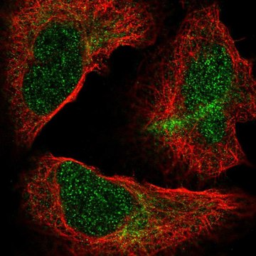 Anti-NUP85 antibody produced in rabbit Prestige Antibodies&#174; Powered by Atlas Antibodies, affinity isolated antibody