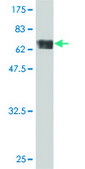 ANTI-TUBA1 antibody produced in mouse clone 2A11, purified immunoglobulin, buffered aqueous solution