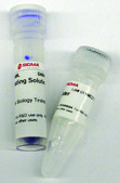 123 bp DNA Ladder for DNA electrophoresis