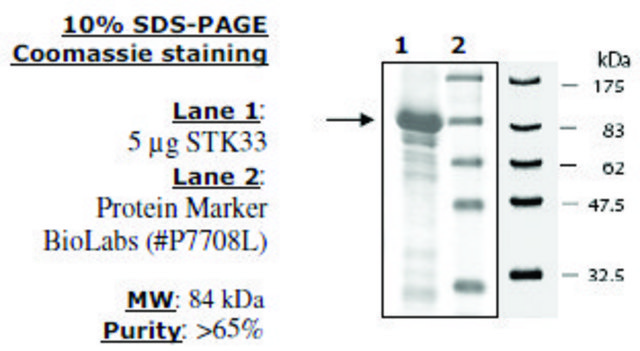 STK33 Active human recombinant, expressed in baculovirus infected insect cells, &#8805;65% (SDS-PAGE)