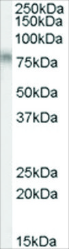 Anti-TCF3/ITF1 antibody produced in goat affinity isolated antibody, buffered aqueous solution