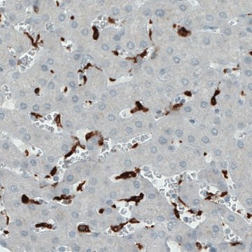 Monoclonal Anti-CD68 antibody produced in mouse Prestige Antibodies&#174; Powered by Atlas Antibodies, clone CL1338, purified immunoglobulin, buffered aqueous glycerol solution