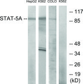 Anti-STAT5A, C-Terminal antibody produced in rabbit affinity isolated antibody