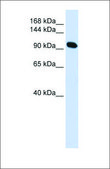 Anti-ACTN2 affinity isolated antibody