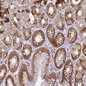 Anti-APOLD1 antibody produced in rabbit Prestige Antibodies&#174; Powered by Atlas Antibodies, affinity isolated antibody, buffered aqueous glycerol solution