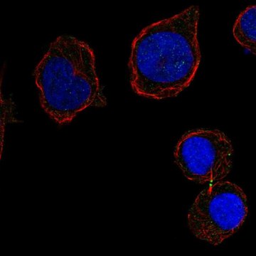 Anti-CD226 antibody produced in rabbit Prestige Antibodies&#174; Powered by Atlas Antibodies, affinity isolated antibody