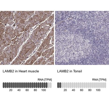 Monoclonal Anti-LAMB2 antibody produced in mouse Prestige Antibodies&#174; Powered by Atlas Antibodies, clone CL2979, purified immunoglobulin, buffered aqueous glycerol solution