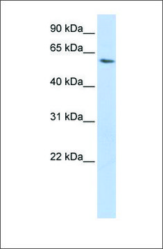 Anti-LSM14A (ab1) antibody produced in rabbit affinity isolated antibody