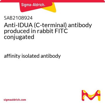 Anti-IDUA (C-terminal) antibody produced in rabbit FITC conjugated affinity isolated antibody