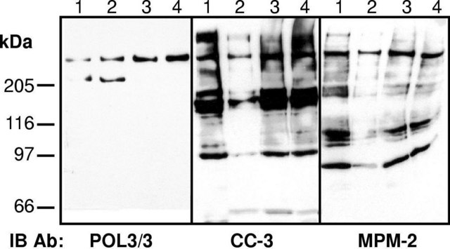 Anti-phospho-Ser/Thr-Pro MPM-2 Antibody clone MPM-2, Upstate&#174;, from mouse