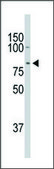 Anti-DCAMKL1 (C-term) antibody produced in rabbit IgG fraction of antiserum, buffered aqueous solution