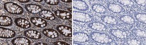 Anti-Na+-K+ ATPase &#945;1 Antibody, clone 1E13 ZooMAb&#174; Rabbit Monoclonal recombinant, expressed in HEK 293 cells