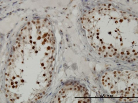 Monoclonal Anti-TCF19 antibody produced in mouse clone 6D8, purified immunoglobulin, buffered aqueous solution