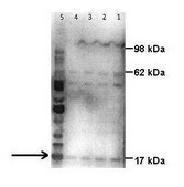 Anti-CAV3 antibody produced in rabbit affinity isolated antibody