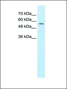 Anti-ABCD4 antibody produced in rabbit IgG fraction of antiserum