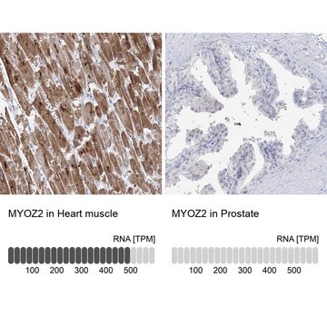 Anti-MYOZ2 antibody produced in rabbit Prestige Antibodies&#174; Powered by Atlas Antibodies, affinity isolated antibody, buffered aqueous glycerol solution