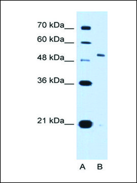 Anti-KCNC1 antibody produced in rabbit IgG fraction of antiserum