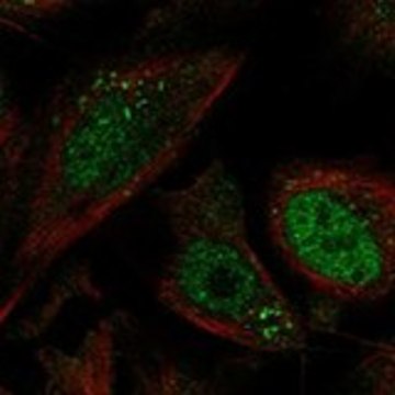 Anti-MCOLN1 antibody produced in rabbit Prestige Antibodies&#174; Powered by Atlas Antibodies, affinity isolated antibody, buffered aqueous glycerol solution