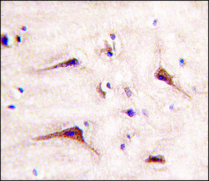 Anti-MUC20 (N-term) antibody produced in rabbit Ig fraction of antiserum, buffered aqueous solution