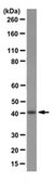 Anti-Sphingosine 1-phosphate receptor 1 (S1P1) Antibody, clone 8B7.1 clone 8B7.1, from mouse