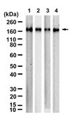 Anti-LNPEP/IRAP Antibody, clone 1G23 ZooMAb&#174; Rabbit Monoclonal recombinant, expressed in HEK 293 cells