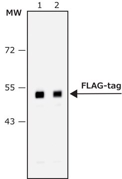 Anti-FLAG&#174;-Peroxidase antibody produced in rabbit IgG fraction of antiserum