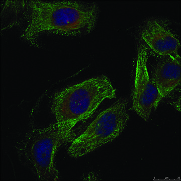 Anti-PXN (Ab-88) antibody produced in rabbit affinity isolated antibody