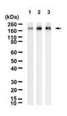 Anti-Siglec1/CD169 Antibody, clone 1O8 ZooMAb&#174; Rabbit Monoclonal recombinant, expressed in HEK 293 cells