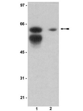 Anti-Sam 68 Antibody serum, Upstate&#174;