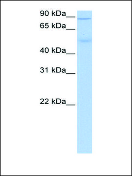 Anti-ALDH1L1 antibody produced in rabbit affinity isolated antibody