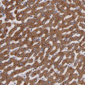 Anti-PGRMC1 antibody produced in rabbit Prestige Antibodies&#174; Powered by Atlas Antibodies, affinity isolated antibody, buffered aqueous glycerol solution