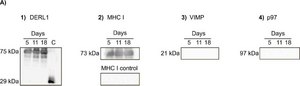 Anti-Derlin-1 antibody produced in rabbit ~1&#160;mg/mL, affinity isolated antibody, buffered aqueous solution