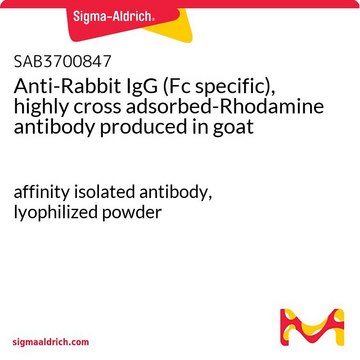 Anti-Rabbit IgG (Fc specific), highly cross adsorbed-Rhodamine antibody produced in goat affinity isolated antibody, lyophilized powder